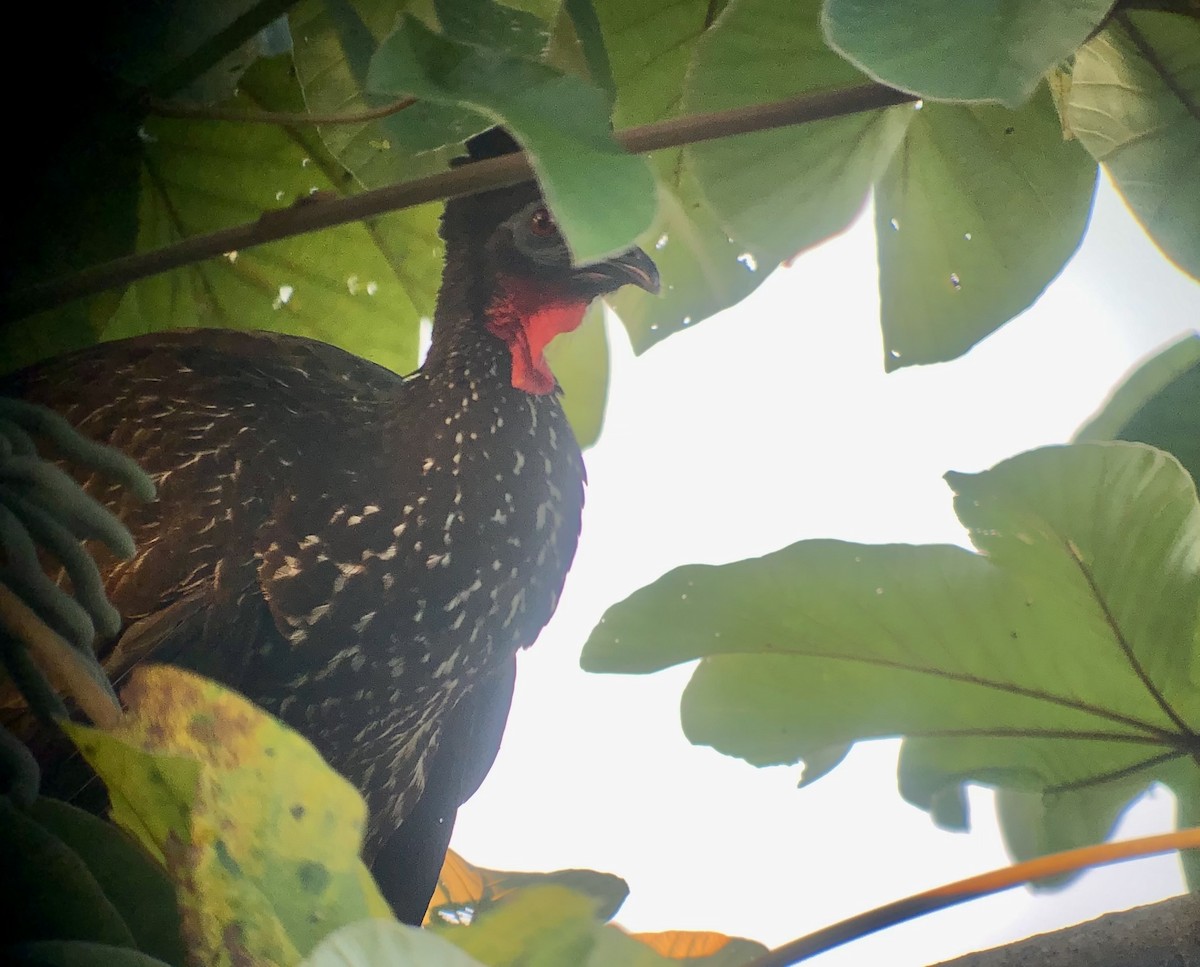 Crested Guan - ML508997821