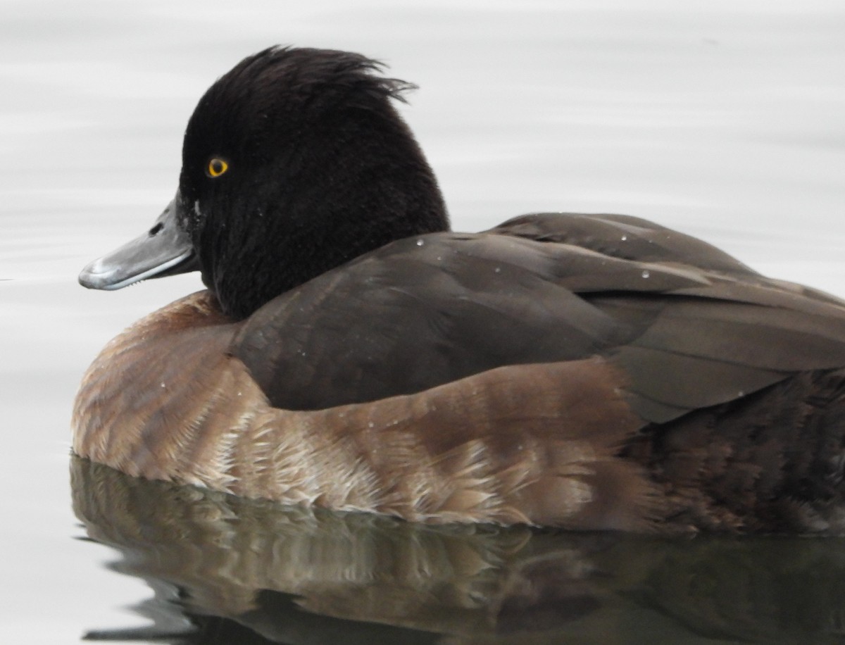 Tufted Duck - ML508998111
