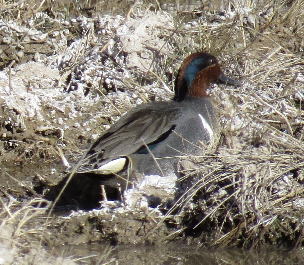 Green-winged Teal - ML50900181