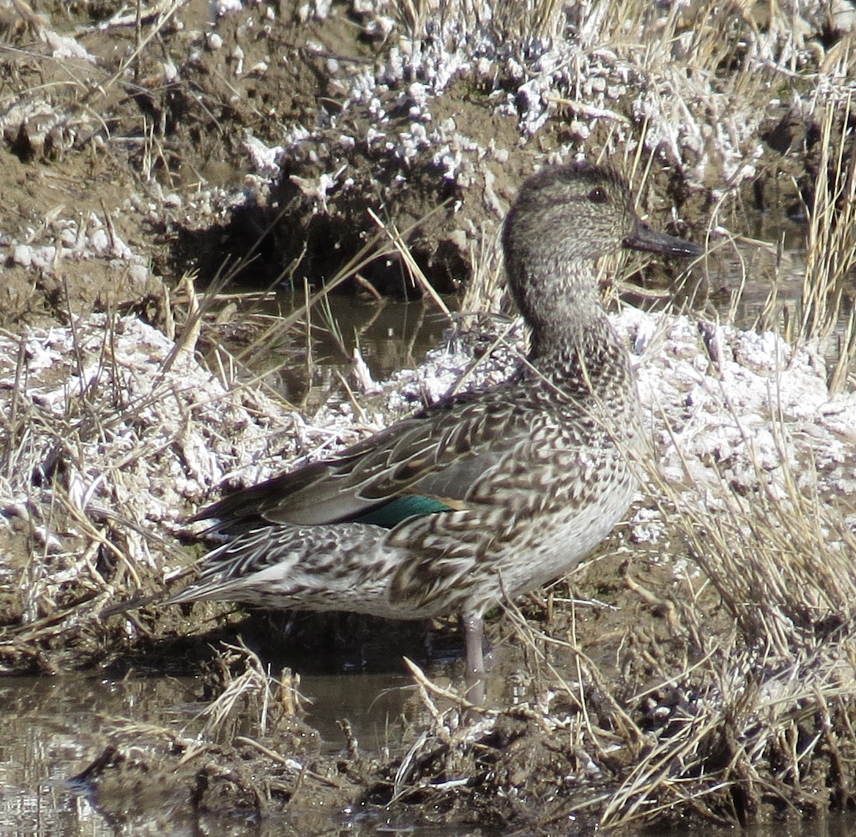 Green-winged Teal - ML50900191