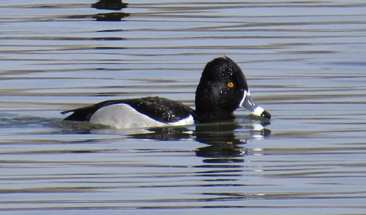 Ring-necked Duck - Sara Griffith