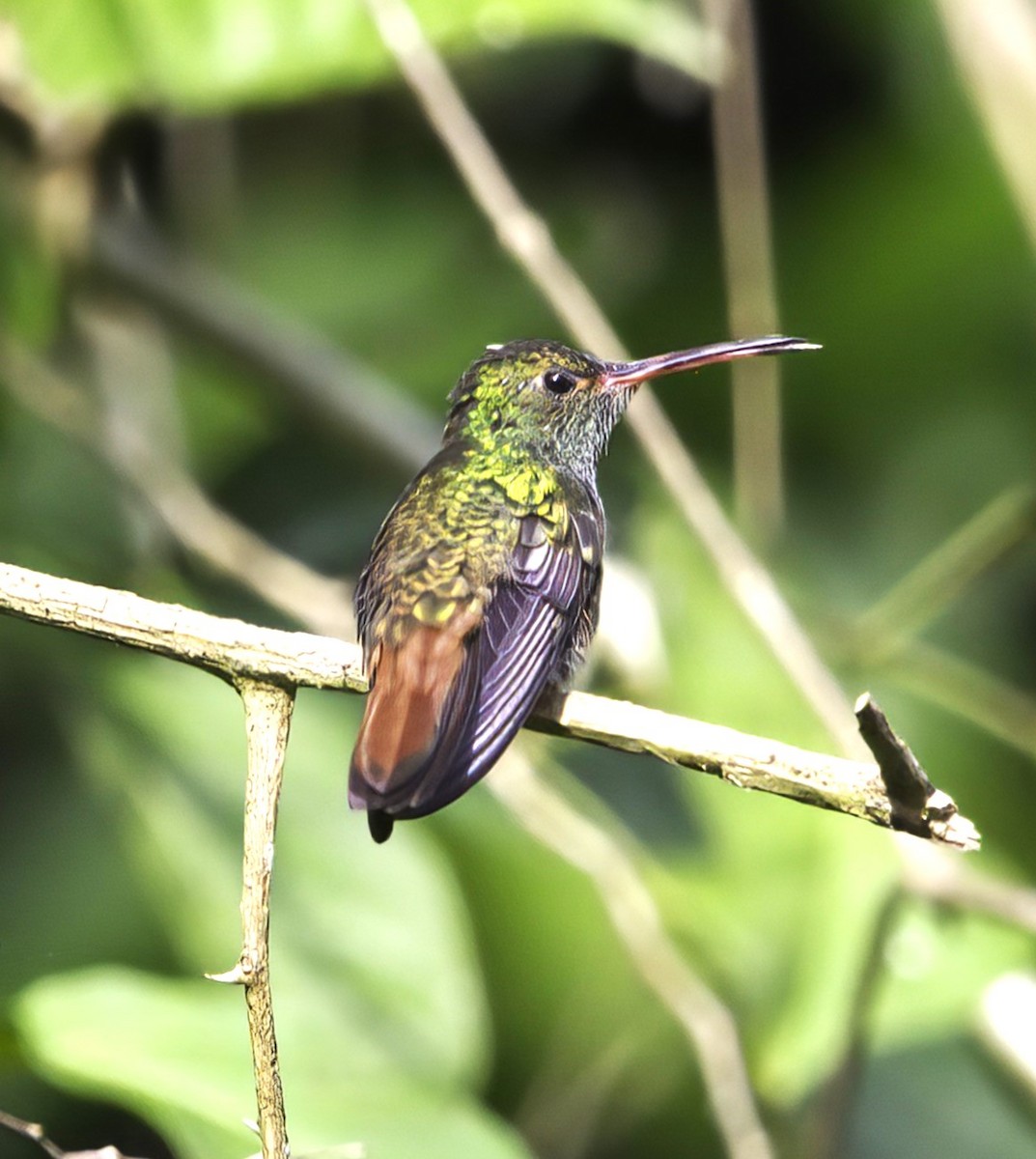 Rufous-tailed Hummingbird - Sue Riffe