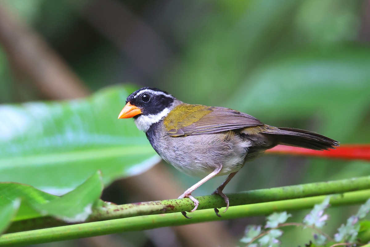 Orange-billed Sparrow - ML509005261