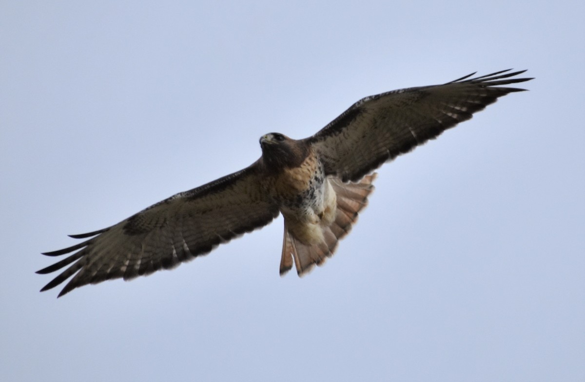Red-tailed Hawk (abieticola) - ML509005881