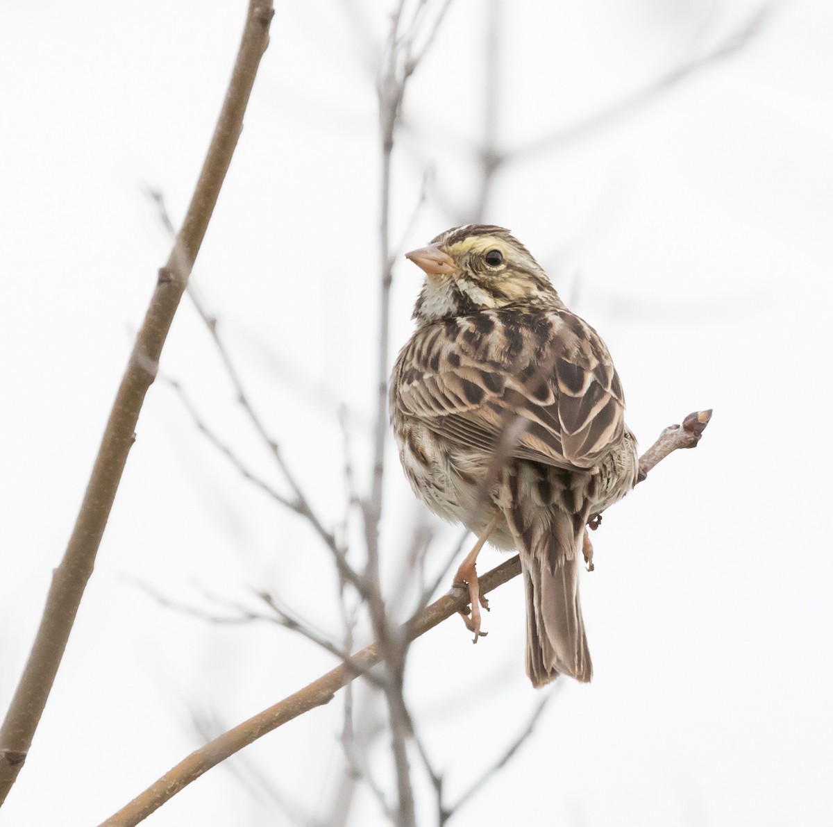Savannah Sparrow - ML50900711
