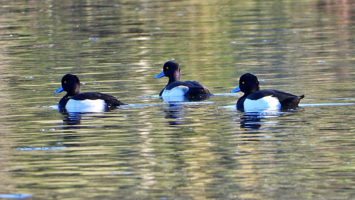 Tufted Duck - ML509007181