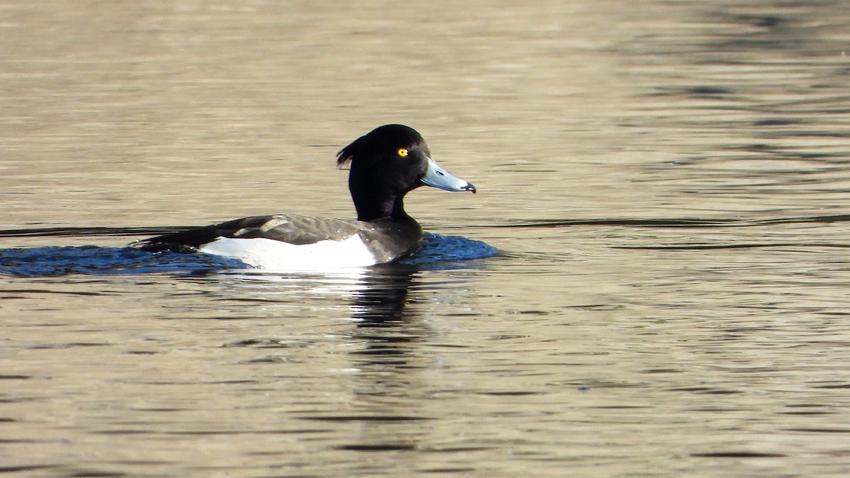 Tufted Duck - ML509007191