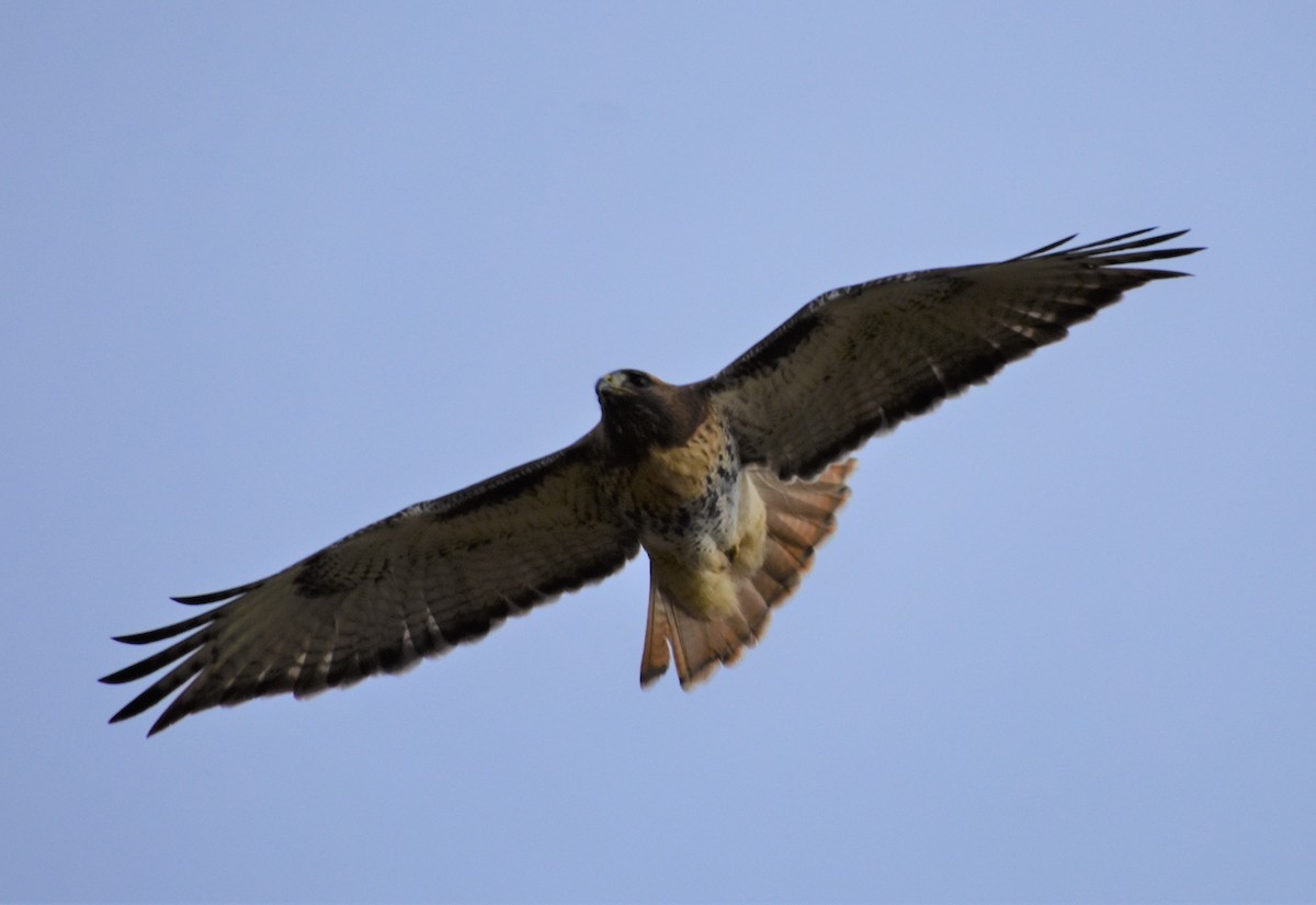 Red-tailed Hawk (abieticola) - ML509007591