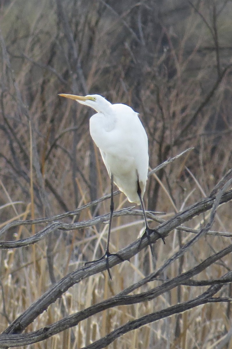 Great Egret - Sara Griffith