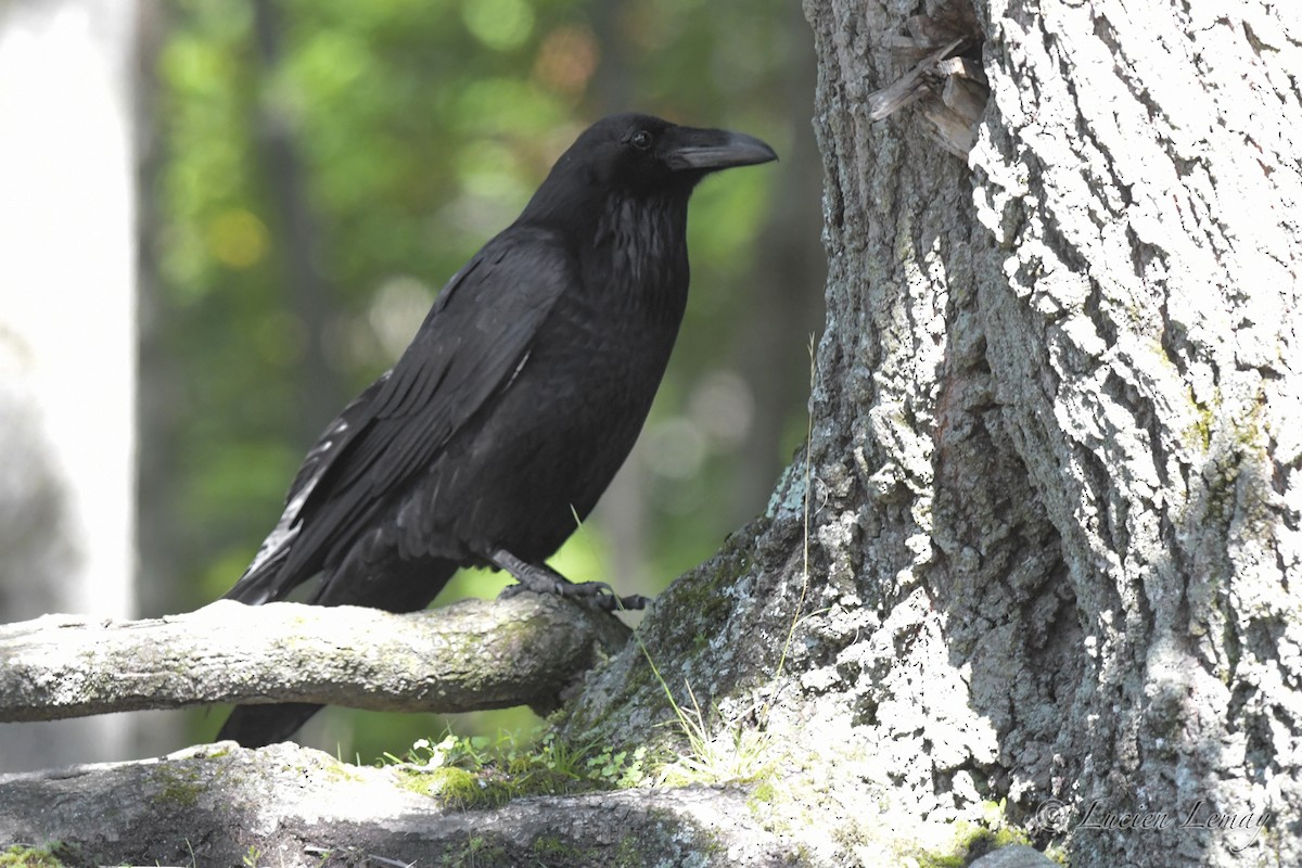 Common Raven - ML509012131