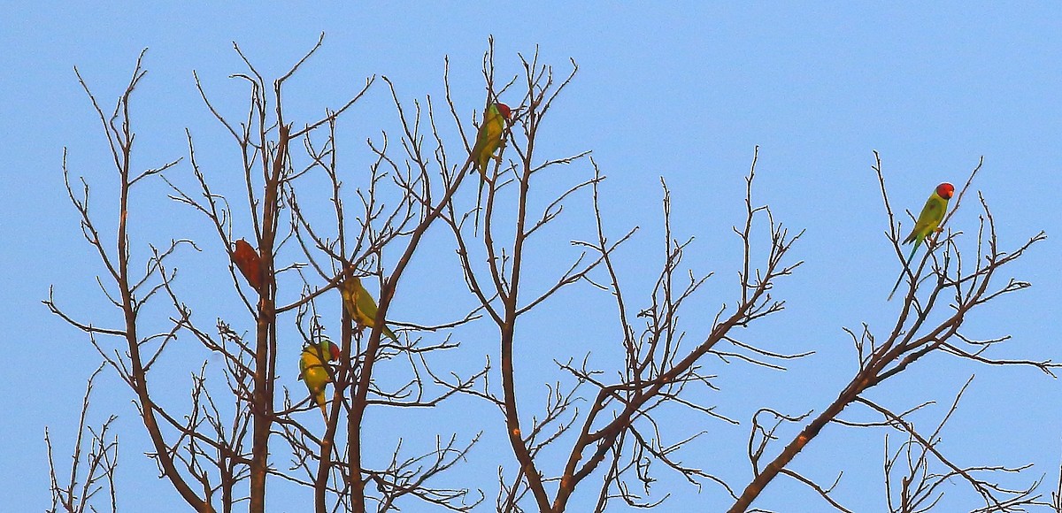 Plum-headed Parakeet - ML50901231