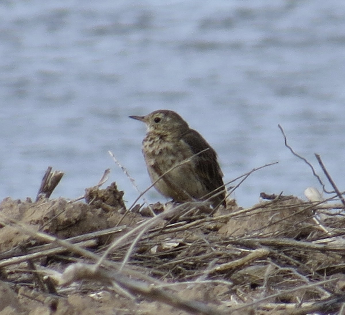 American Pipit - Sara Griffith
