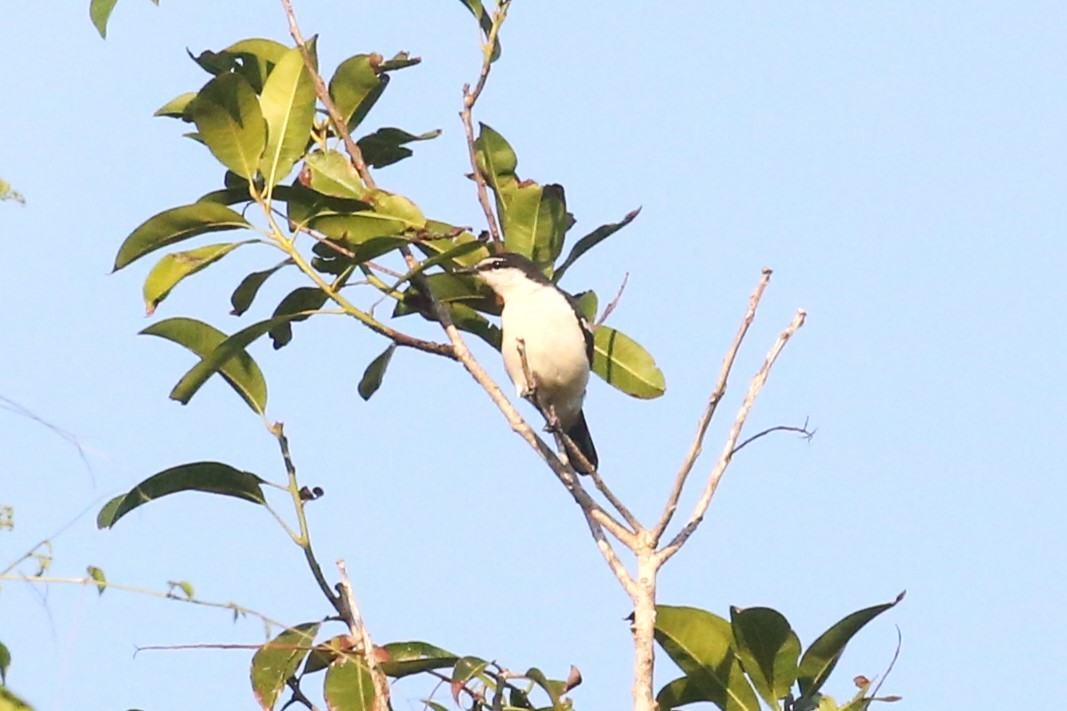 White-browed Triller - ML509012821