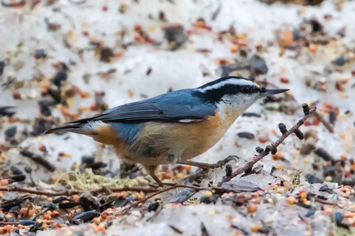 Red-breasted Nuthatch - ML50901431