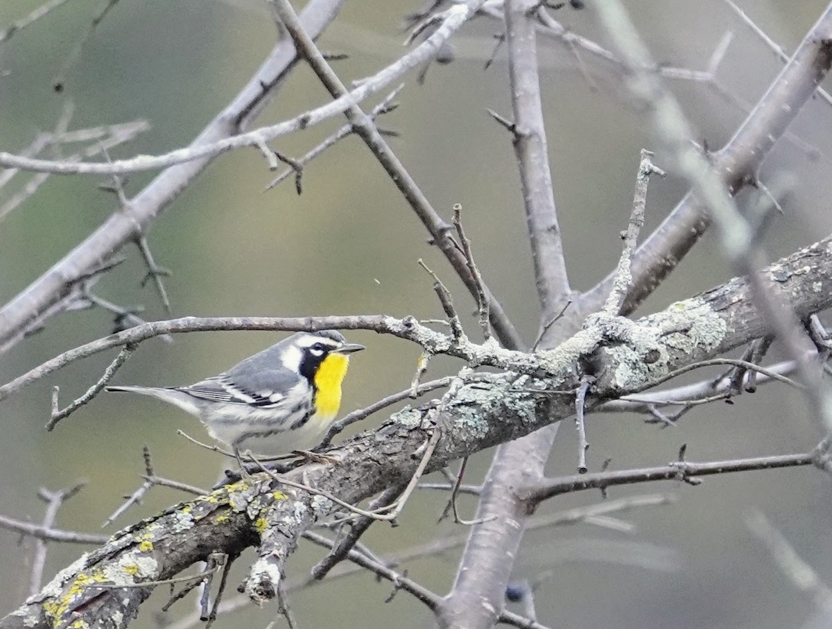Yellow-throated Warbler - ML509017401