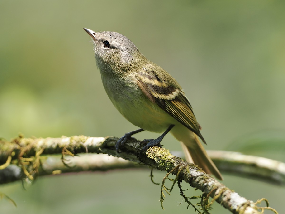 Buff-banded Tyrannulet - Bobby Wilcox