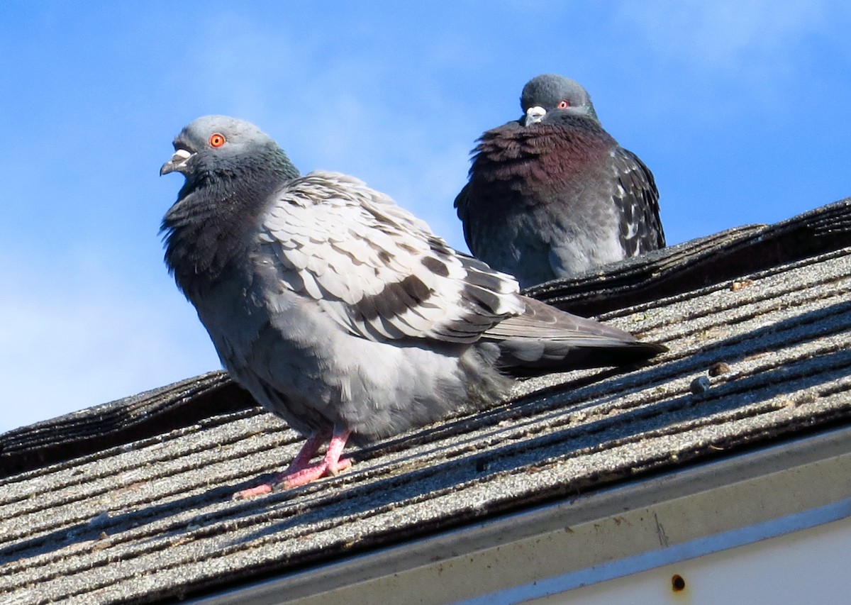 Pigeon biset (forme domestique) - ML50902031