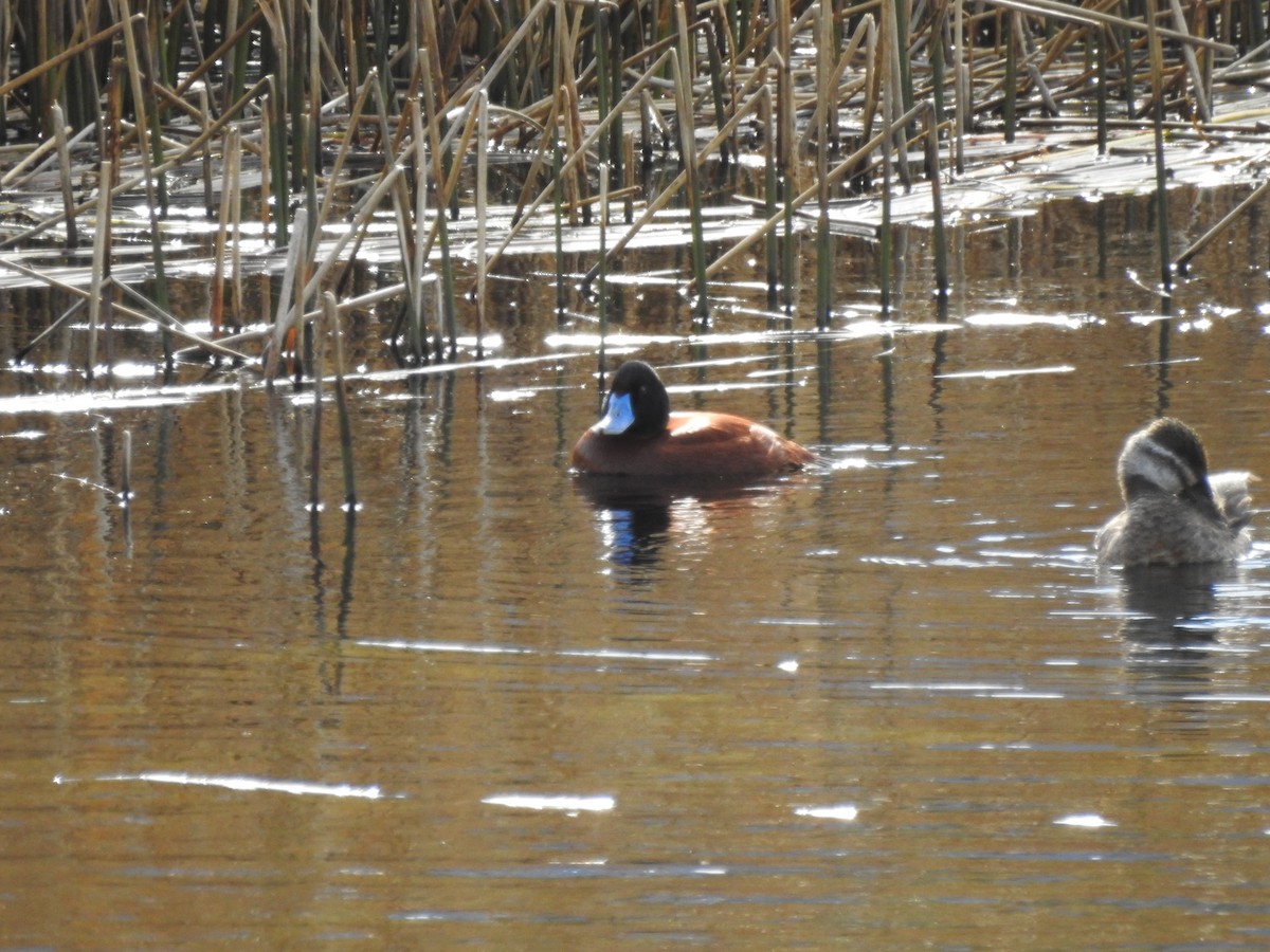 Andean Duck (ferruginea) - ML509020321