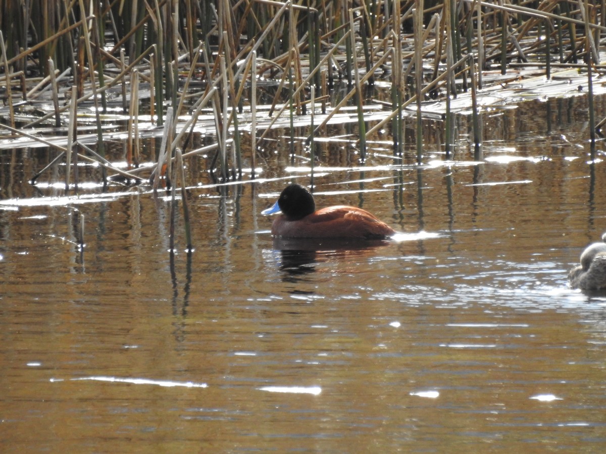 Andean Duck (ferruginea) - ML509020331