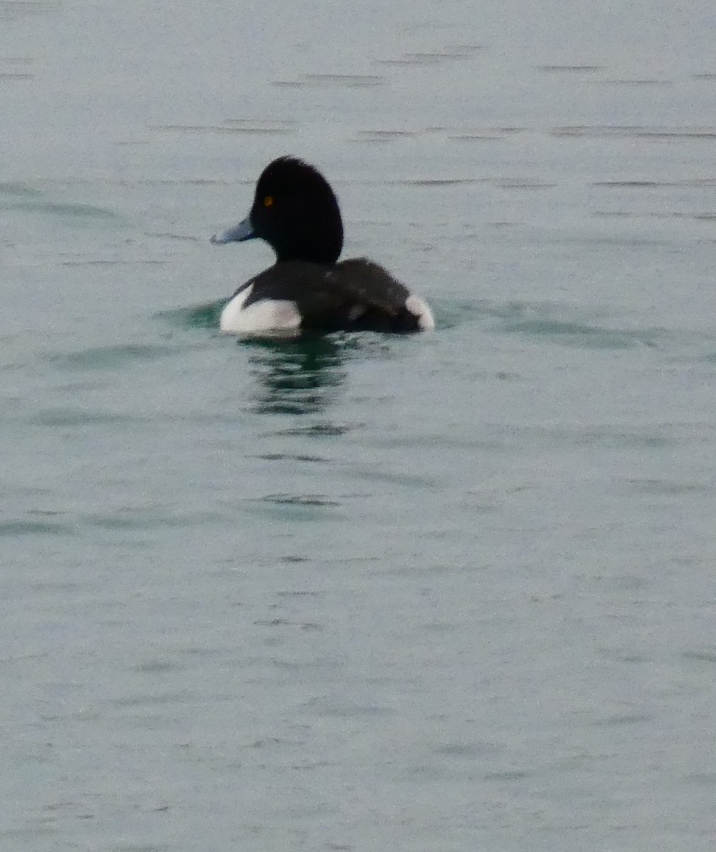 Tufted Duck - ML509022741