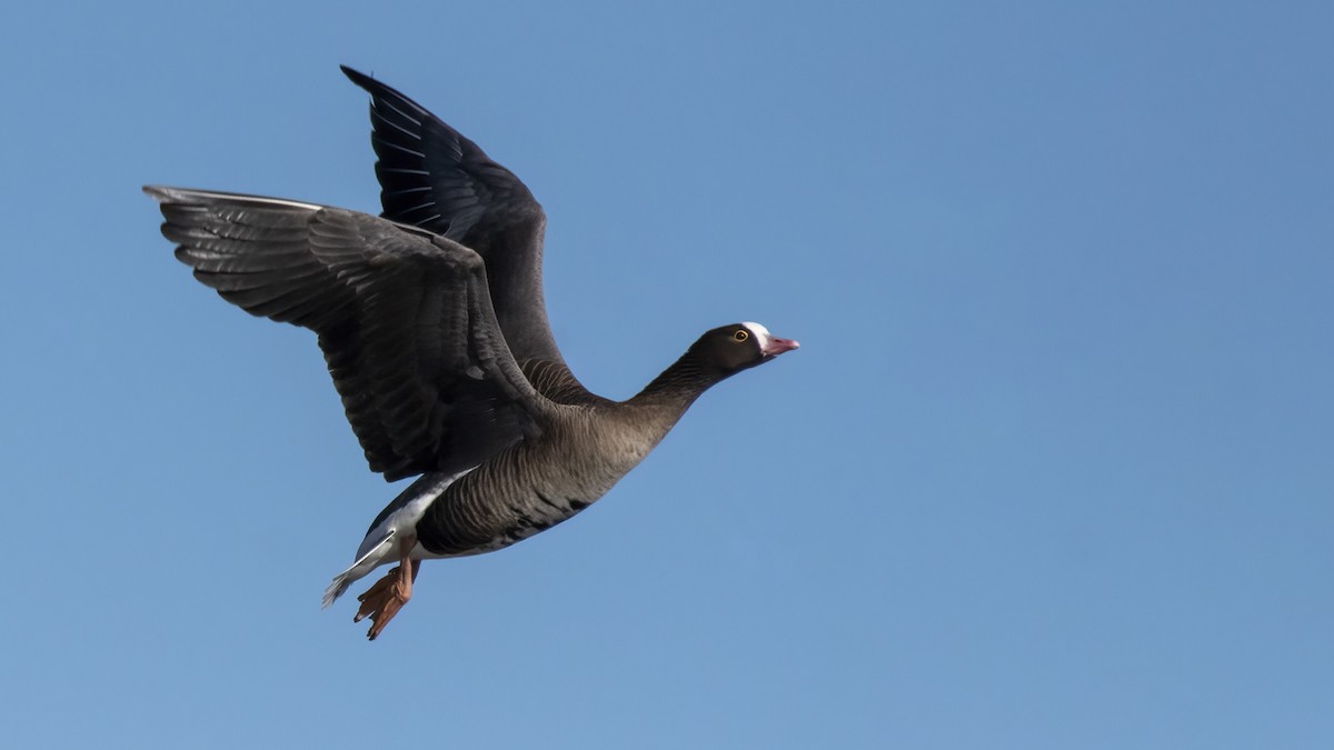 Lesser White-fronted Goose - ML509024421