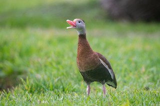 Black-bellied Whistling-Duck, ML509027831