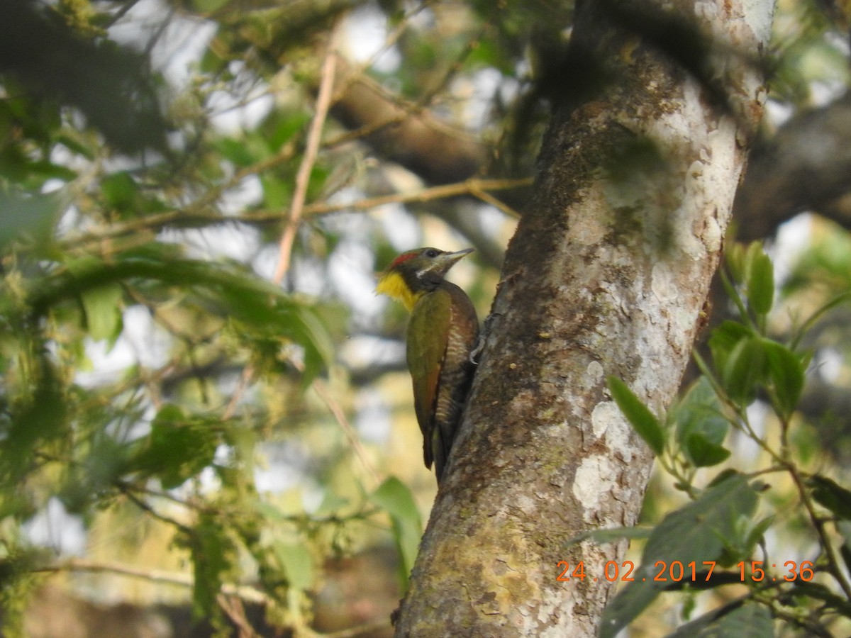 Lesser Yellownape - Srinivasa Shenoy