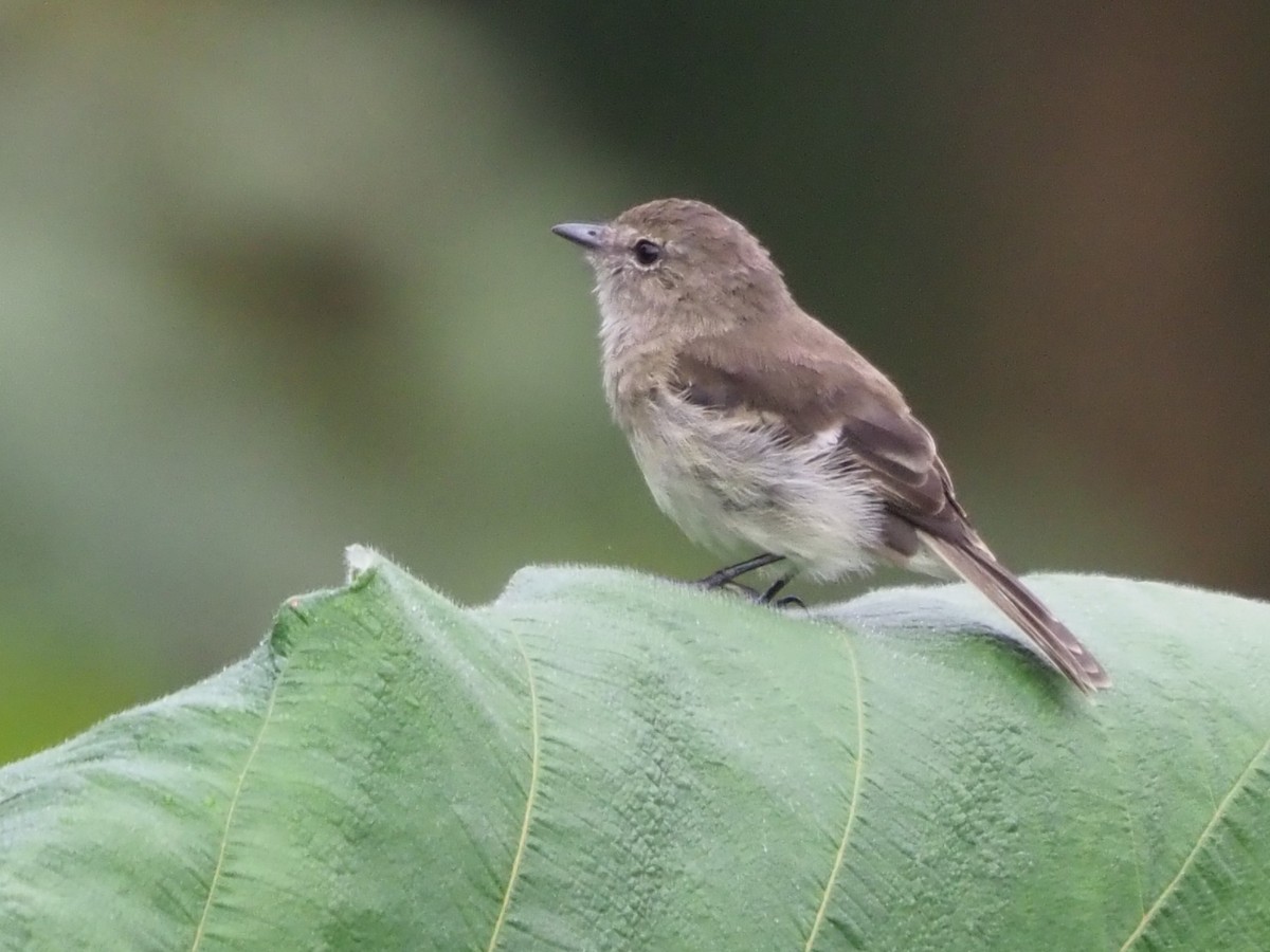 Olive-chested Flycatcher - ML509031481