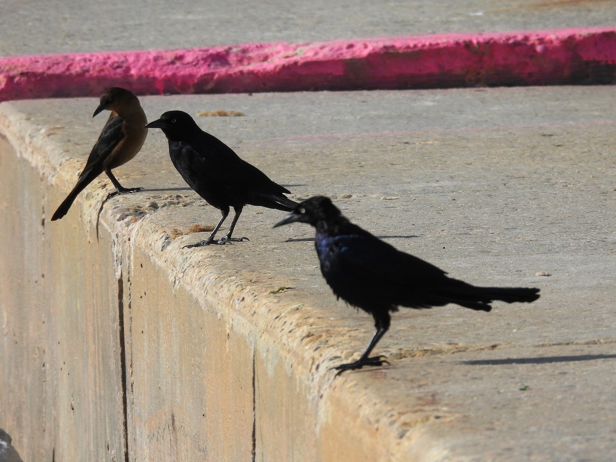 Boat-tailed Grackle - ML509032291