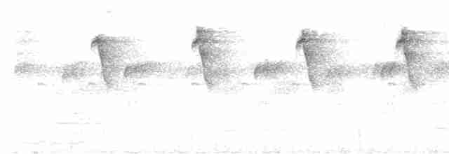 Белобородый колибри-отшельник - ML509032911