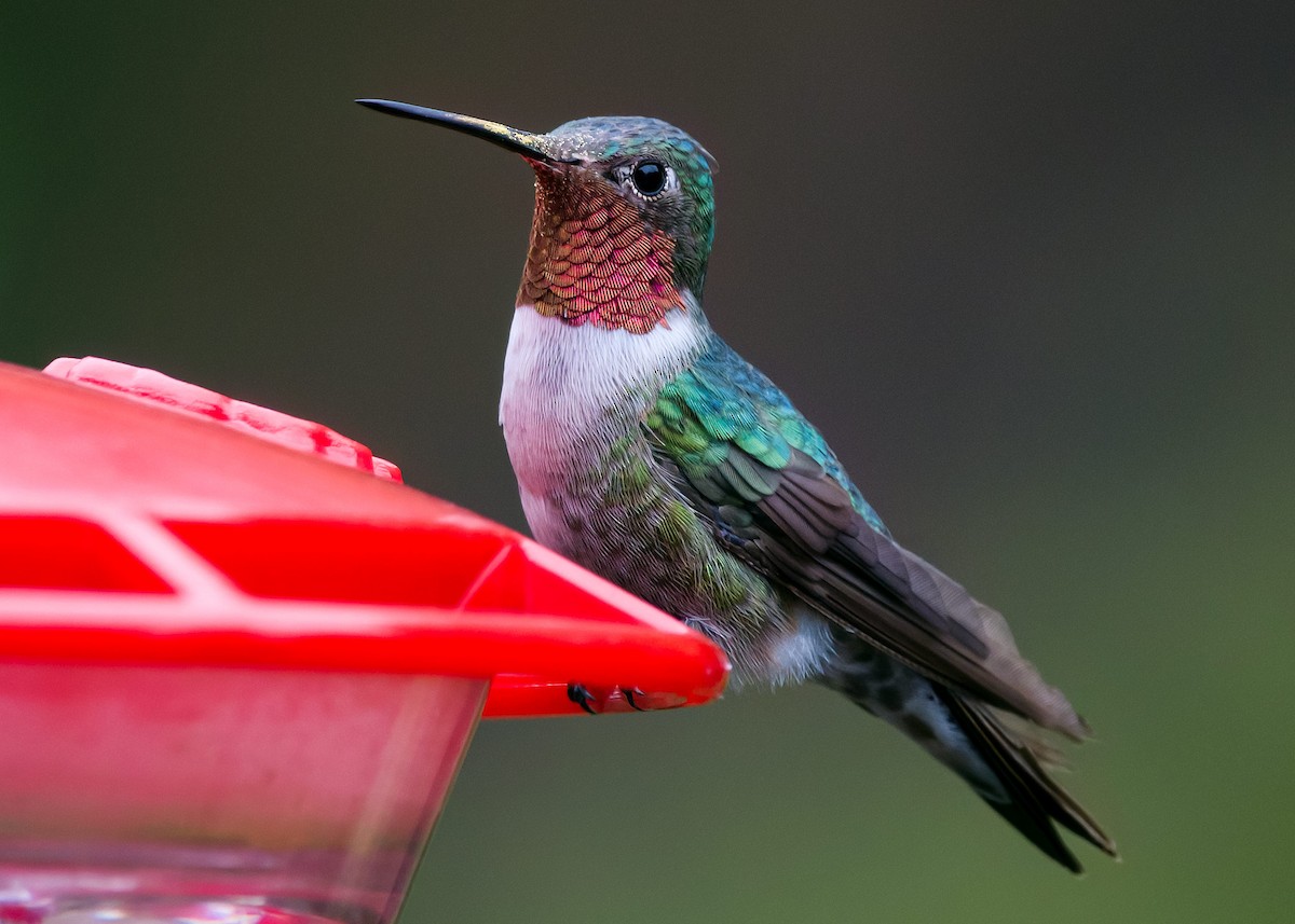 Broad-tailed Hummingbird - ML509033041