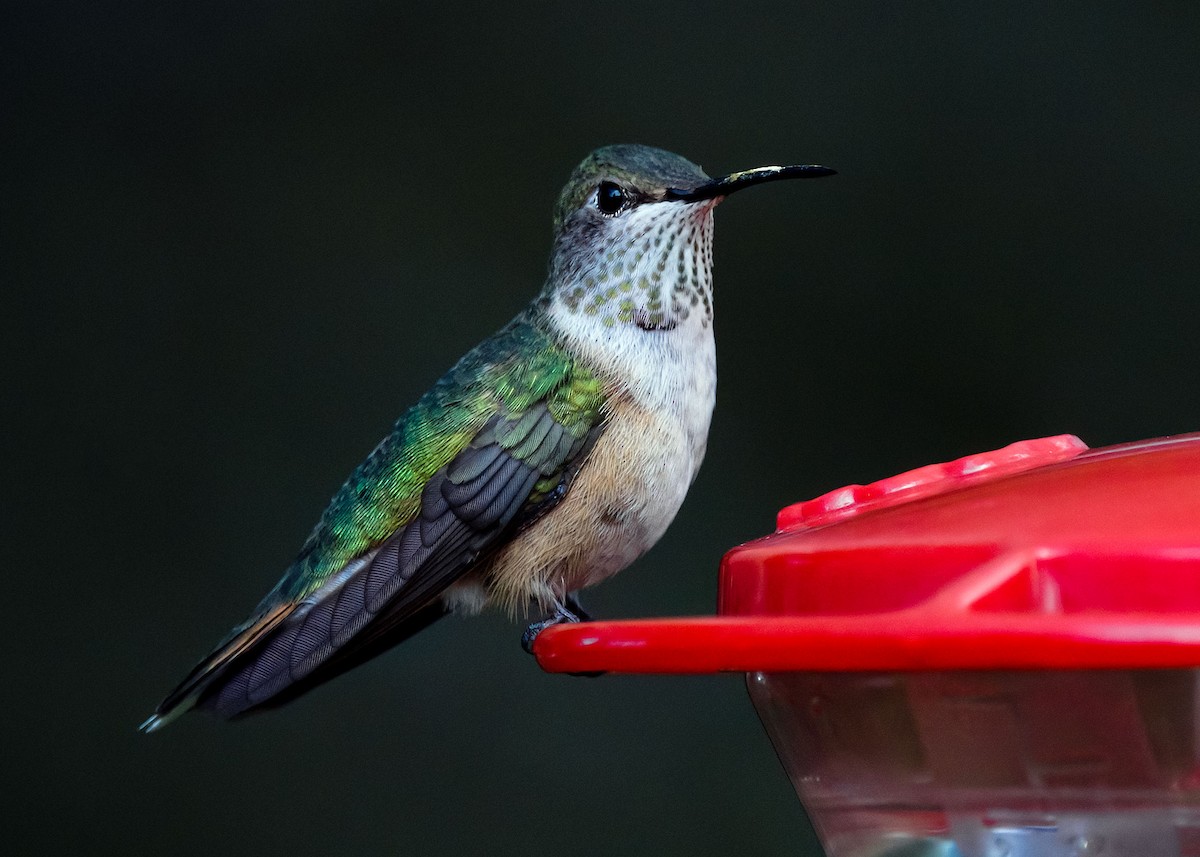 Broad-tailed Hummingbird - ML509033151
