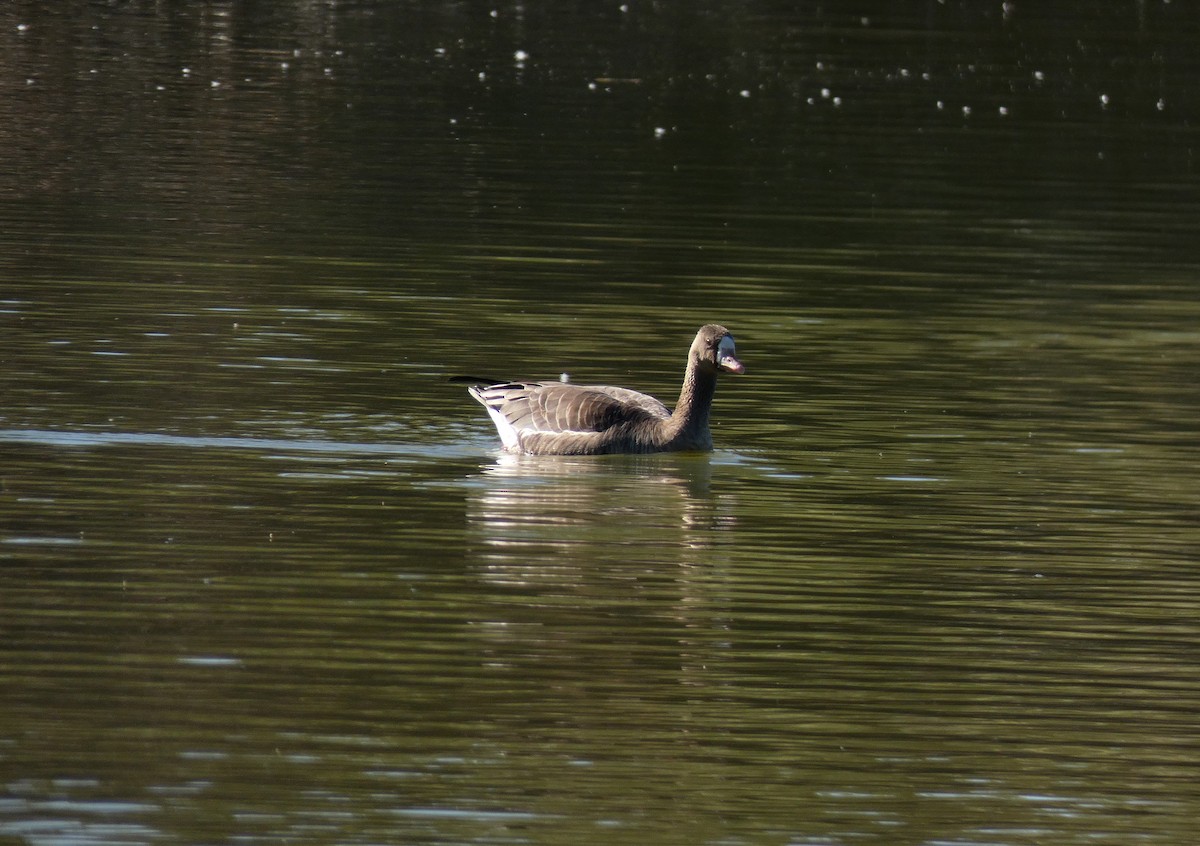 Greater White-fronted Goose - ML509033821