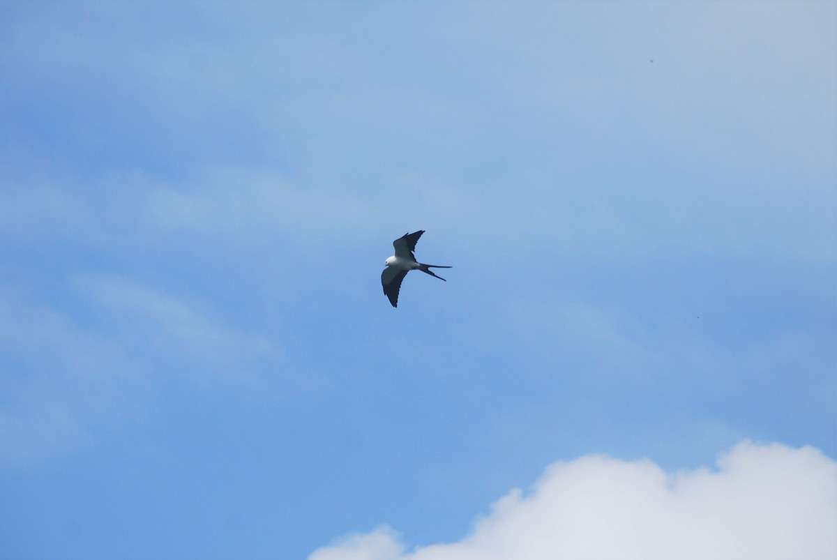 Swallow-tailed Kite - ML509035601