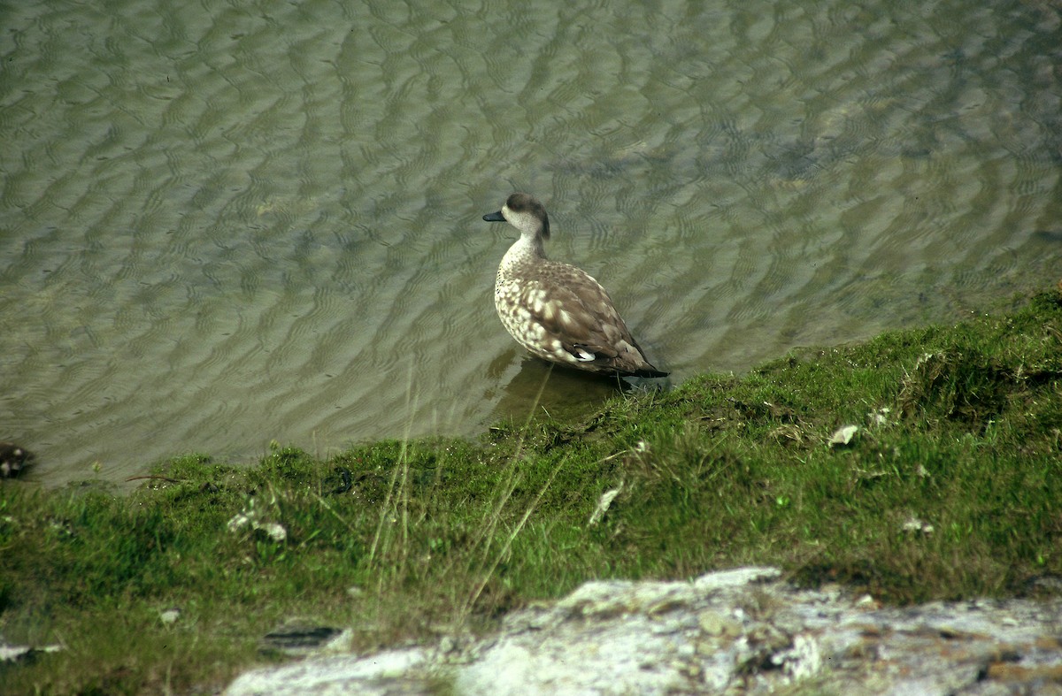 Crested Duck - ML509045581