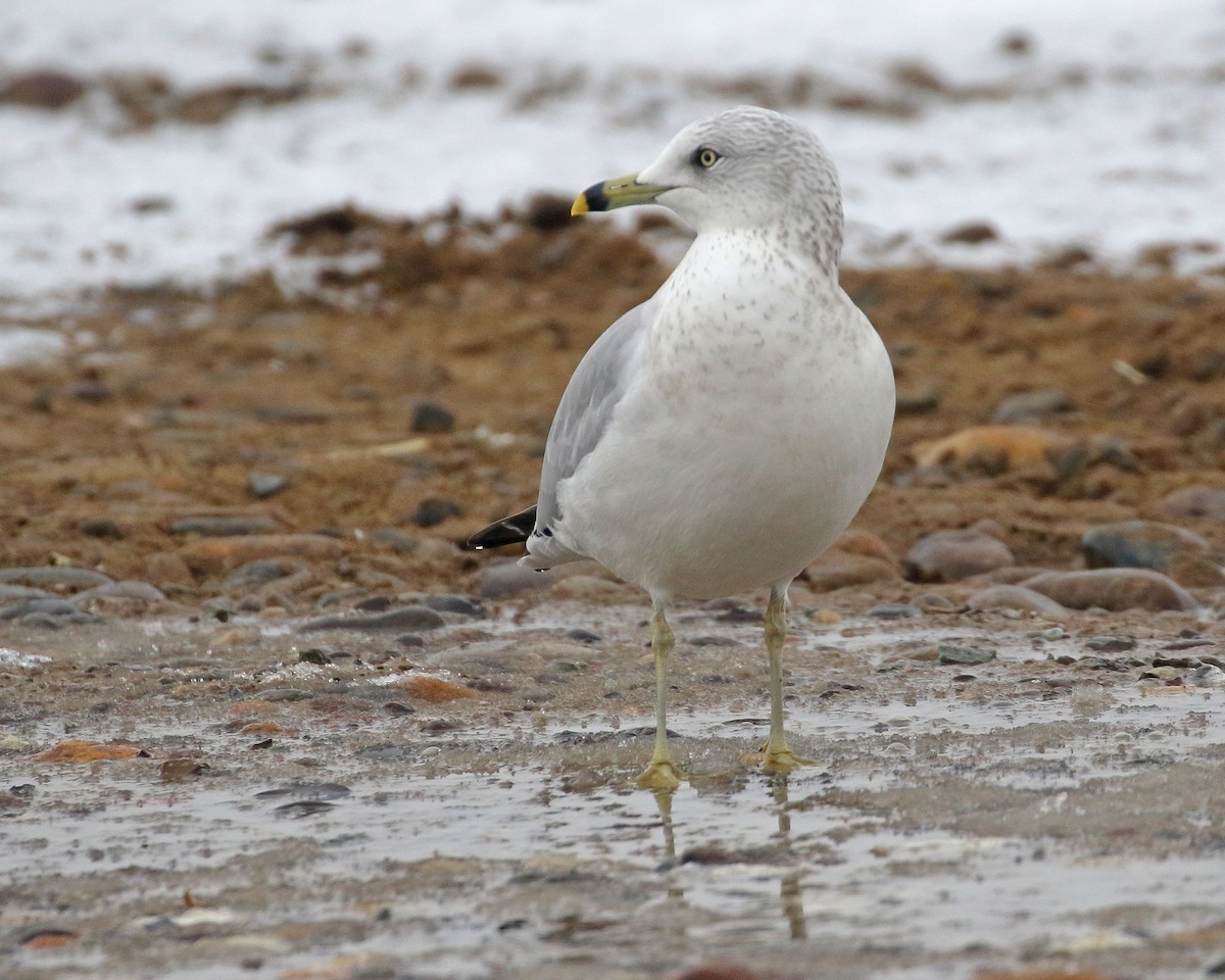 eBird Checklist 1 Dec 2022 Asotin County Regional Landfill 6 species