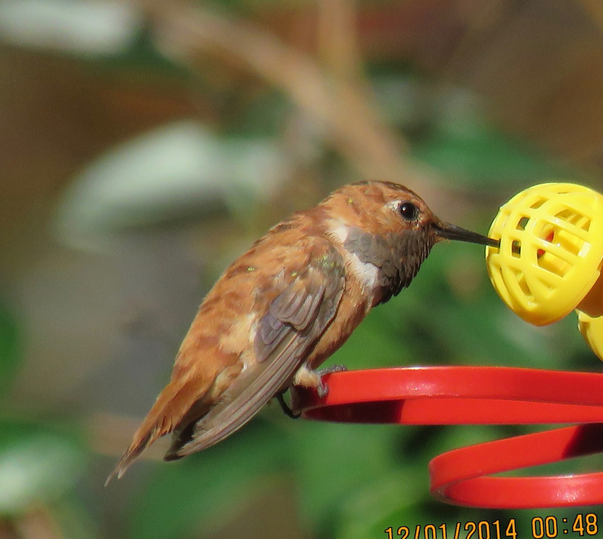 Rufous Hummingbird - ML509058571