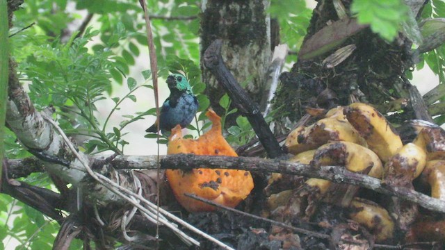 Seven-colored Tanager - ML509058931
