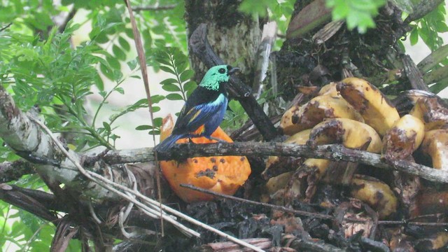 Seven-colored Tanager - ML509059111