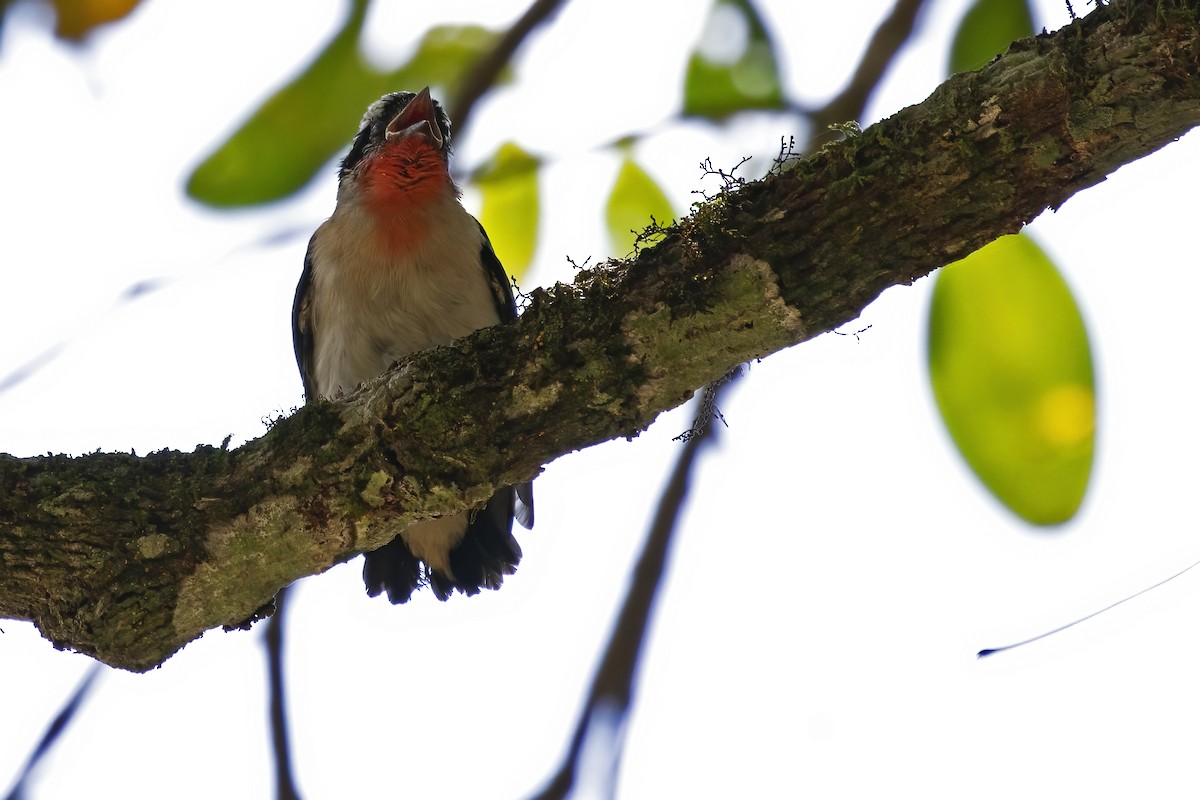 Cherry-throated Tanager - ML509059521