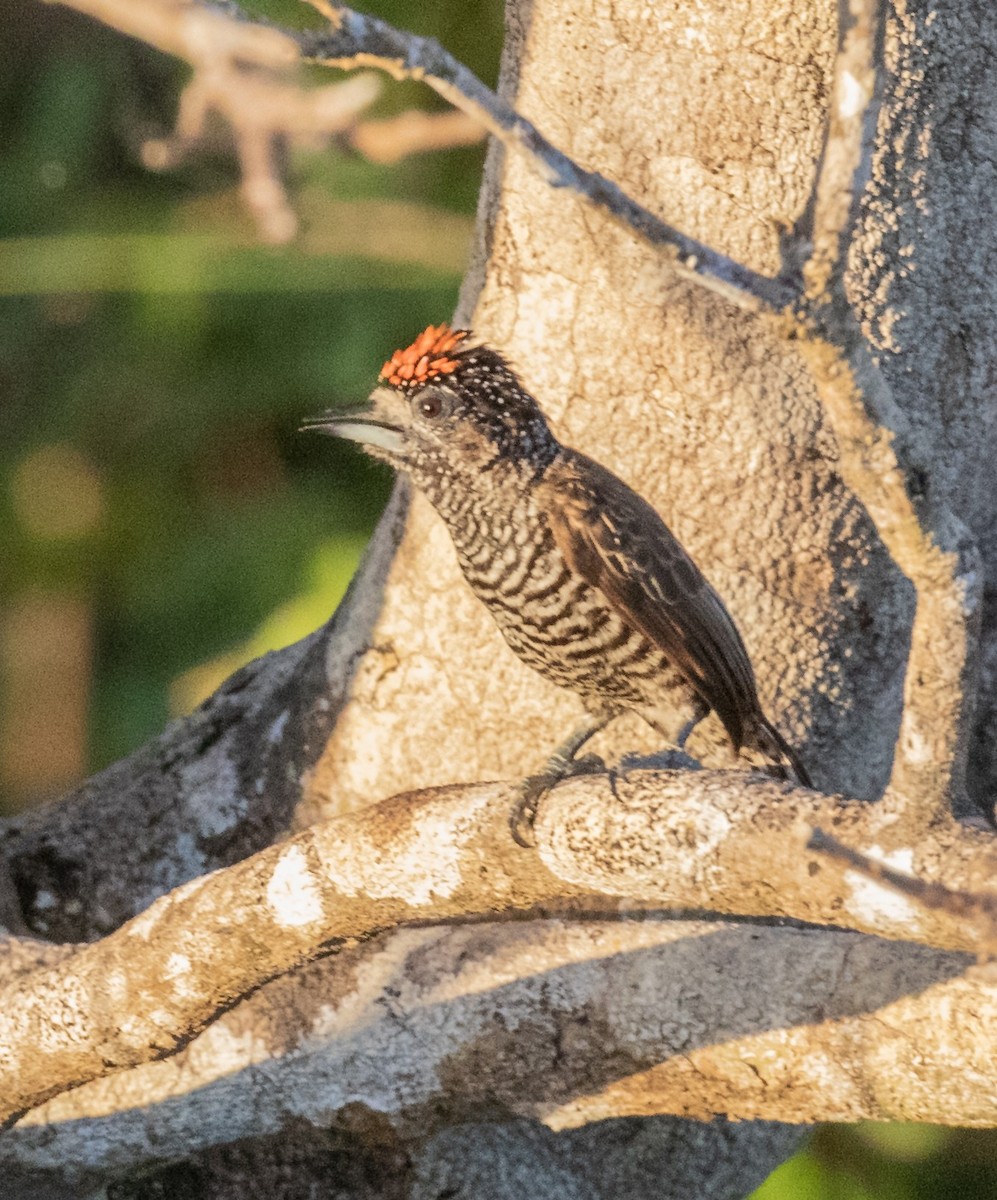 White-barred Piculet - ML509062351