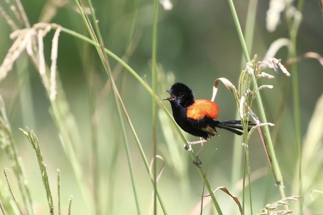 Male performing apparent "puff-back display." - Red-backed Fairywren - 