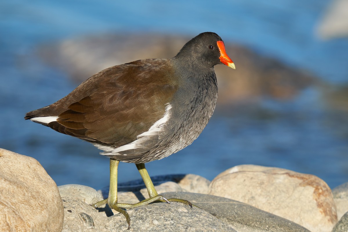 ML509064831 - Common Gallinule - Macaulay Library