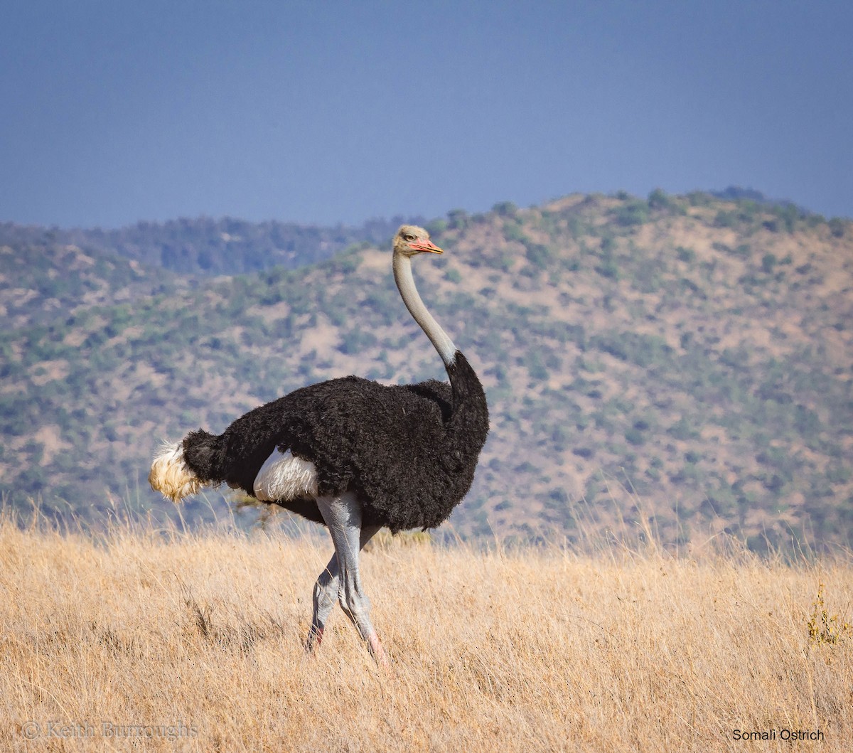 Somali Ostrich - SK Burroughs