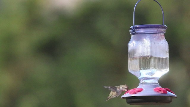 Black-chinned Hummingbird - ML509066411