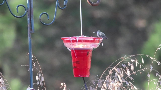 Black-chinned Hummingbird - ML509066421