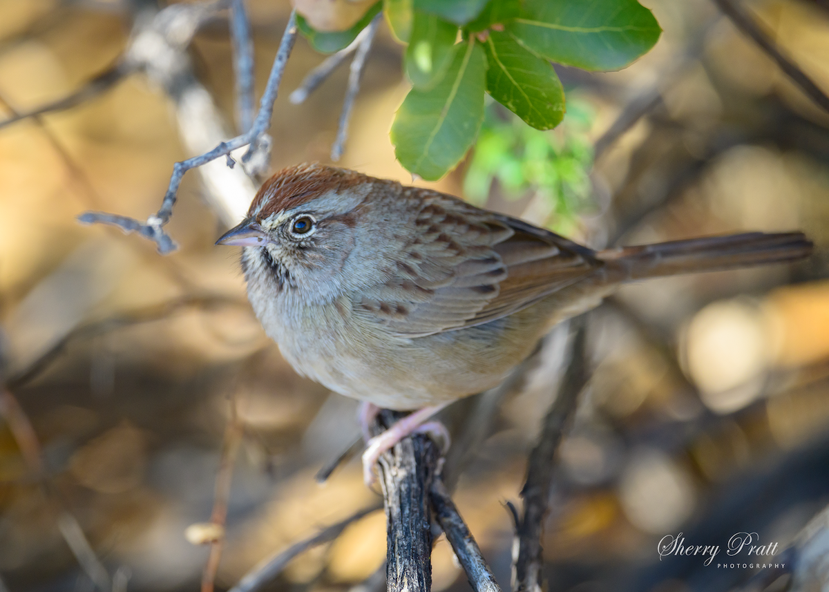 Rufous-crowned Sparrow - Sherry Pratt