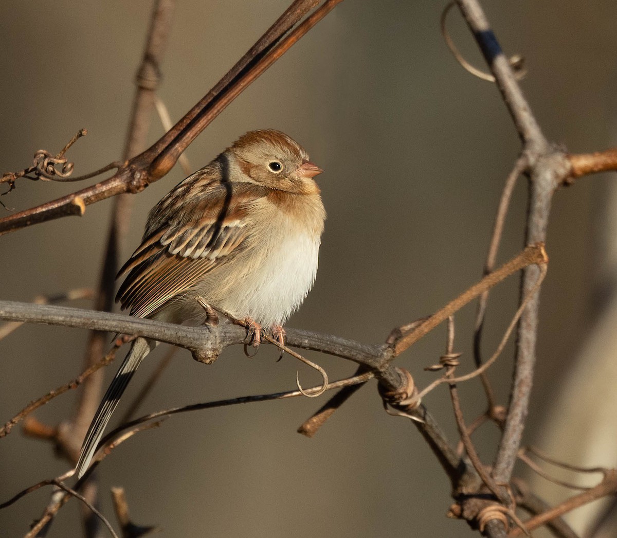Field Sparrow - ML509067951
