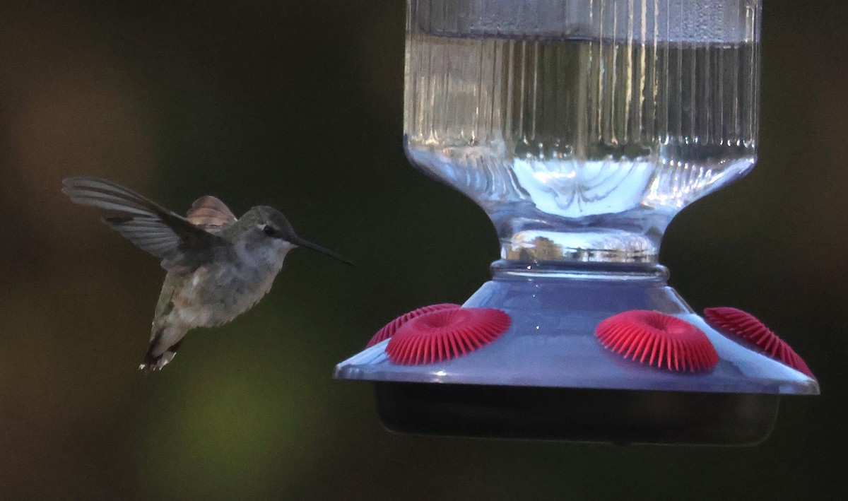 Black-chinned Hummingbird - ML509074161