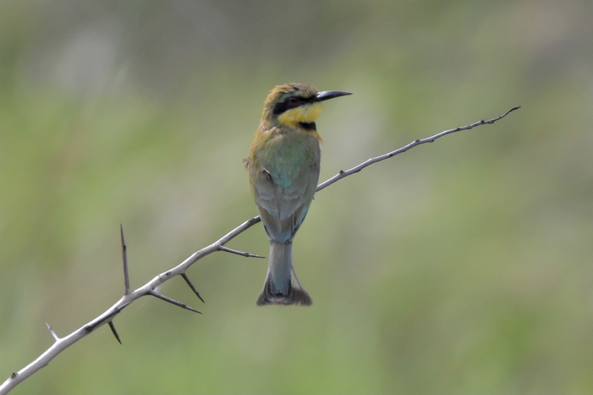 Little Bee-eater - ML509080261